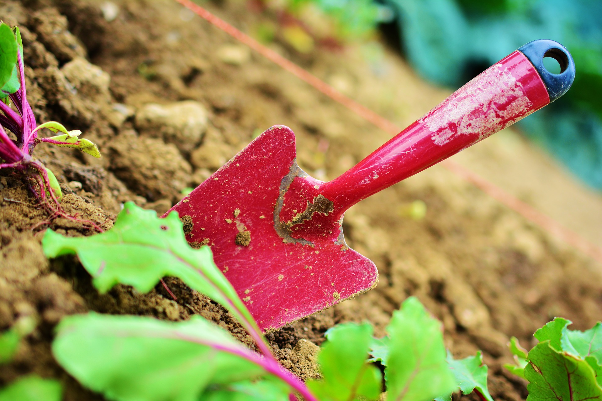 berkebun